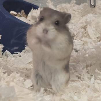 Rescue Dwarf Hamster Hamsters for Adoption in Prince Frederick, Maryland - Buttercup | PetCurious
