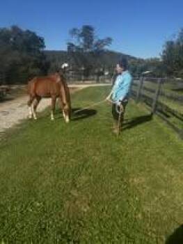 Rescue Arabian Horses for Adoption in Huntington, West Virginia - Arby | PetCurious