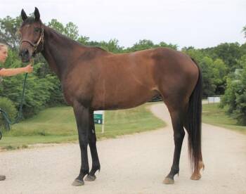 Rescue Thoroughbred Horses for Adoption in Union, Missouri - JUNO | PetCurious