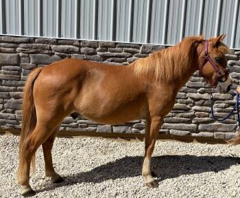 Rescue Haflinger Horses for Adoption in Wadsworth, Ohio - Hans | PetCurious