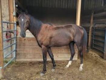 Rescue Mustang Horses for Adoption in Huntington, West Virginia - Mezcal | PetCurious