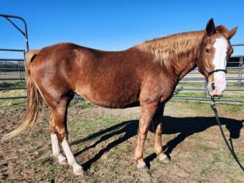 Rescue Missouri Foxtrotter and Grade Horses for Adoption in Fort Worth, Texas - Little Girl | PetCurious