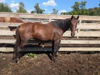 Rescue Grade Horses for Adoption in Huntington, West Virginia - Astoria | PetCurious