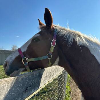 Rescue Quarterhorse Horses for Adoption in Marshall, Virginia - Stoli | PetCurious