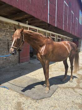 Rescue Gaited Horses for Adoption in Perkasie, Pennsylvania - Cinnamon` | PetCurious