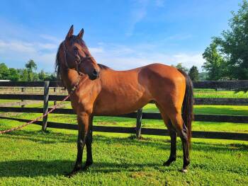 Rescue Thoroughbred Horses for Adoption in Huntington, West Virginia - Midori | PetCurious