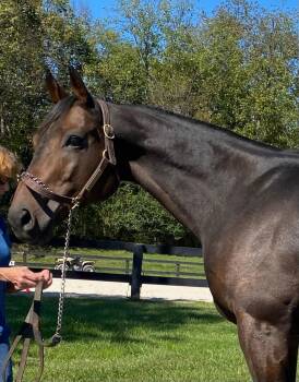 Rescue Thoroughbred Horses for Adoption in Aiken, South Carolina - River | PetCurious