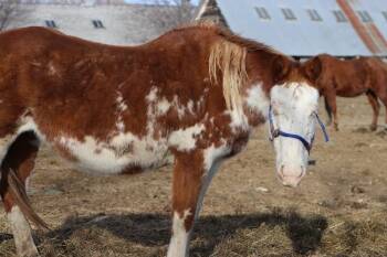 Rescue Paint Pinto Horses for Adoption in Scotland, South Dakota - Lily | PetCurious