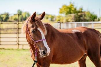 Rescue Paint Pinto Horses for Adoption in Fort Worth, Texas - Haven | PetCurious