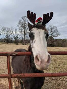 Rescue Tennessee Walker Horses for Adoption in Ellenboro, North Carolina - Gypsy | PetCurious