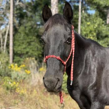 Rescue Quarterhorse Horses for Adoption in Freeport, Florida - Loosa | PetCurious