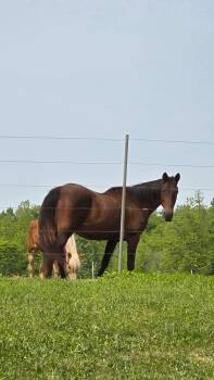 Rescue Standardbred Horses for Adoption in Decatur, Indiana - Poppy | PetCurious
