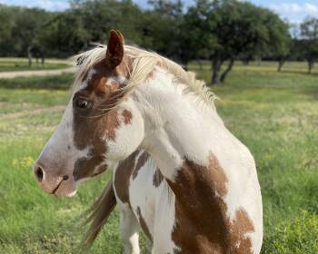 Rescue Paint Pinto Horses for Adoption in Long Beach, California - Pinto Bean | PetCurious