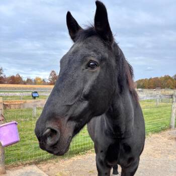 Rescue Quarterhorse Horses for Adoption in Quakertown, Pennsylvania - Mint | PetCurious
