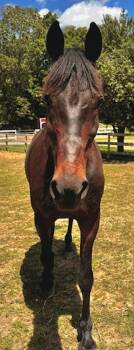 Rescue Standardbred Horses for Adoption in Stratham, New Hampshire - Tech Savvy | PetCurious