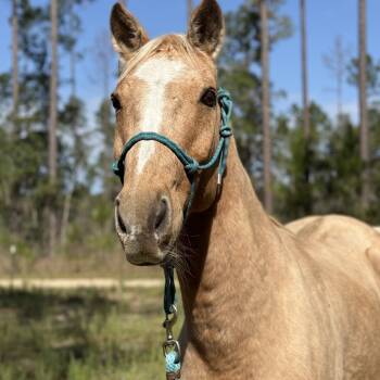 Rescue Quarterhorse Horses for Adoption in Freeport, Florida - Craig | PetCurious