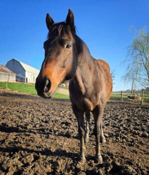 Rescue Thoroughbred Horses for Adoption in Upper Sandusky, Ohio - Animo | PetCurious