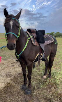 Rescue Arabian Horses for Adoption in Garland, Texas - Blackjack | PetCurious