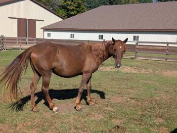 Rescue Standardbred Horses for Adoption in Huntington, West Virginia - Charisma | PetCurious