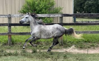 Rescue Standardbred Horses for Adoption in Houston, Texas - Junebug | PetCurious