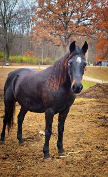 Rescue Grade Horses for Adoption in Upper Sandusky, Ohio - Monet | PetCurious