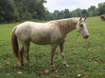 Rescue Rocky Mountain Horse and Tennessee Walker Horses for Adoption in Huntington, West Virginia - Tanzy | PetCurious