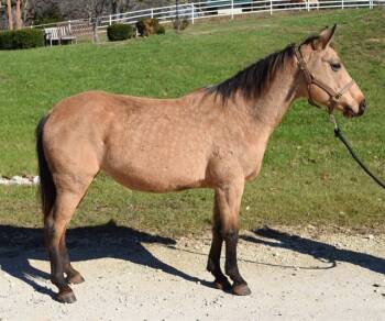 Rescue Grade Horses for Adoption in Union, Missouri - BERNADETTE | PetCurious