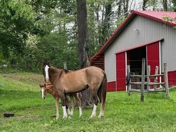 Rescue Rocky Mountain Horse Horses for Adoption in Huntington, West Virginia - Twinkie | PetCurious