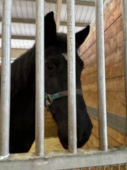 Rescue Tennessee Walker Horses for Adoption in Spokane Valley, Washington - Elle | PetCurious