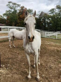 Rescue Arabian Horses for Adoption in Methuen, Massachusetts - SKY | PetCurious