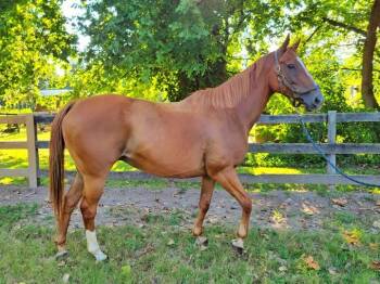 Rescue Thoroughbred Horses for Adoption in Huntington, West Virginia - Compel | PetCurious