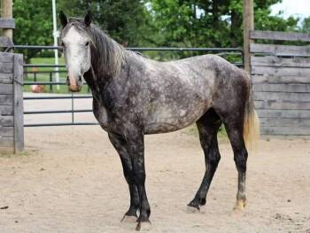Rescue Quarterhorse Horses for Adoption in Huntington, West Virginia - Slate | PetCurious
