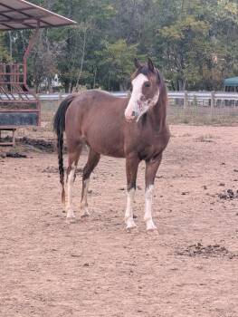 Rescue Saddlebred Horses for Adoption in Huntington, West Virginia - Mikki | PetCurious