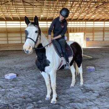 Rescue Quarterhorse Horses for Adoption in Quakertown, Pennsylvania - Kitty | PetCurious