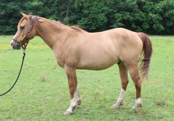 Rescue Quarterhorse Horses for Adoption in Union, Missouri - CICERO | PetCurious