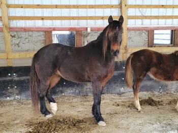 Rescue Mustang Horses for Adoption in Huntington, West Virginia - Auburn - 365 Division | PetCurious