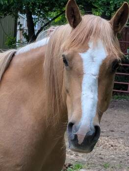 Rescue Mustang Horses for Adoption in North Branford, Connecticut - Honey | PetCurious