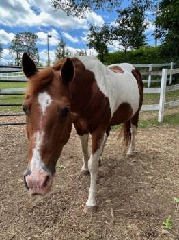 Rescue Paint Pinto Horses for Adoption in Stratham, New Hampshire - Chaco | PetCurious