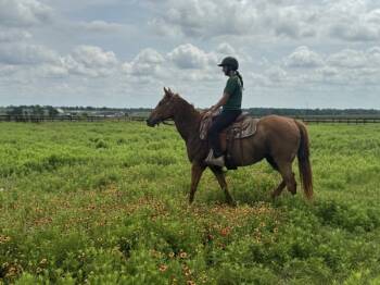 Rescue Quarterhorse and Thoroughbred Horses for Adoption in Houston, Texas - Jupiter | PetCurious
