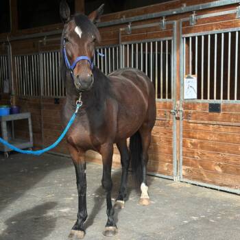 Rescue Quarterhorse Horses for Adoption in Fairport, New York - Nova - Go Get Con's Nova | PetCurious