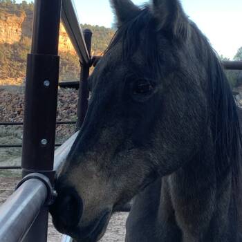 Rescue Quarterhorse Horses for Adoption in Kanab, Utah - Pepsi | PetCurious