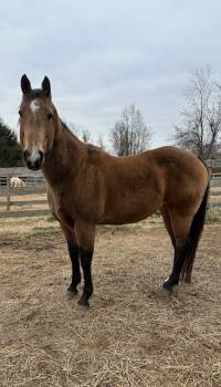 Rescue Quarterhorse Horses for Adoption in Stratham, New Hampshire - Denali | PetCurious