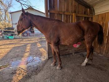 Rescue Thoroughbred Horses for Adoption in Huntington, West Virginia - Maxwell | PetCurious