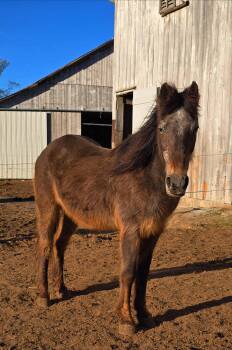 Rescue Appaloosa Horses for Adoption in Upper Sandusky, Ohio - Sassy | PetCurious