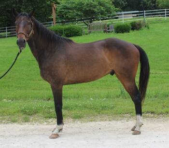Rescue Quarterhorse and Thoroughbred Horses for Adoption in Union, Missouri - MAJOR | PetCurious