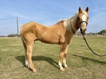 Rescue Quarterhorse Horses for Adoption in Fort Worth, Texas - Chance `Joe Macs Chance` | PetCurious
