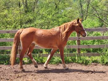 Rescue Grade Horses for Adoption in Huntington, West Virginia - Terra- Training Hold | PetCurious