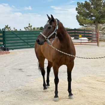 Rescue Quarterhorse Horses for Adoption in Las Vegas, Nevada - Cowboy | PetCurious