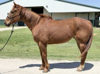 Rescue Quarterhorse and Grade Horses for Adoption in Fort Worth, Texas - JJ | PetCurious