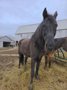 Rescue Tennessee Walker Horses for Adoption in Upper Sandusky, Ohio - Salem | PetCurious